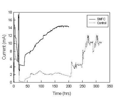 the Enrichment step using MFC with swine wastewater.