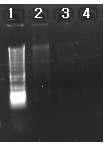 Genomic DNA extraction from inoculum (sludge and swine farm wastewater)