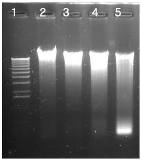 Genomic DNA extraction