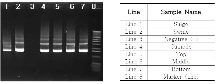 Electrophoresis image of templates after polymerase chain reaction(PCR).