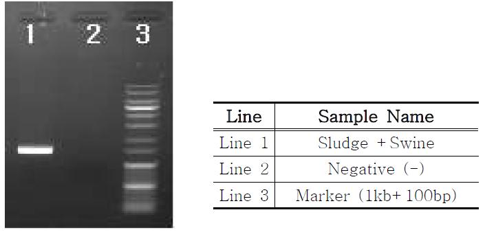 Electrophoresis image after polymerase chain reaction (PCR) of sludge and swine farm wastewater mixture used as inoculum