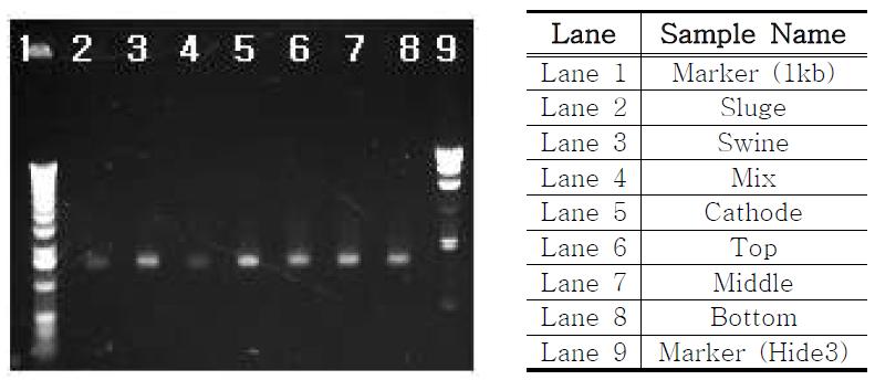 Electrophoresis image after elution for PCRⅠproduct purification.