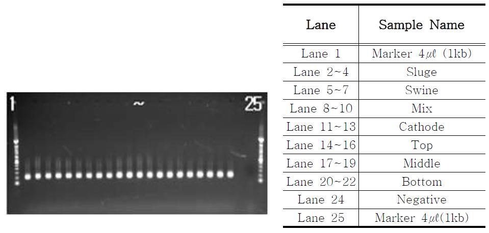 Electrophoresis image of templates after PCRⅡ.