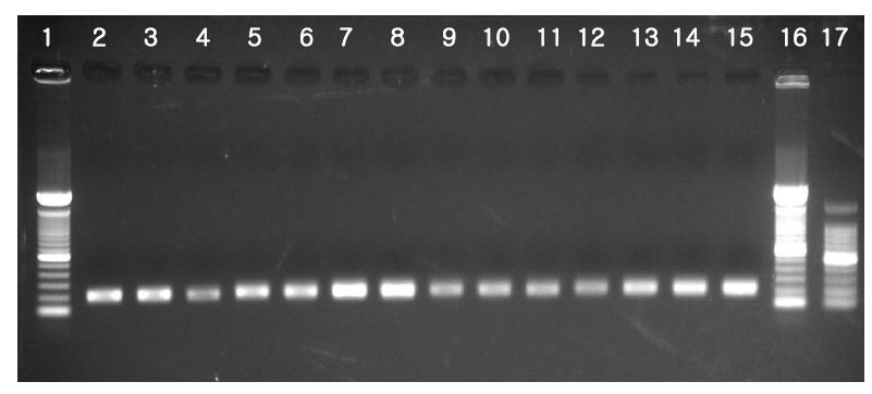 Electrophoresis image after elution for PCRⅡ product purification