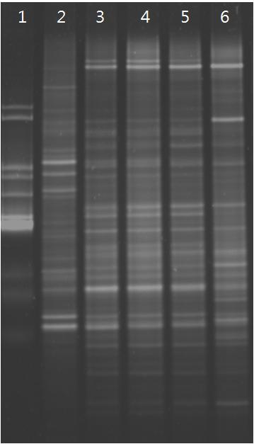 Denaturing Gradient Gel electrophoresis of Eluted Genomic DNA.