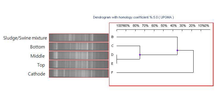 Comparation of DGGE bands using the UVIband program.