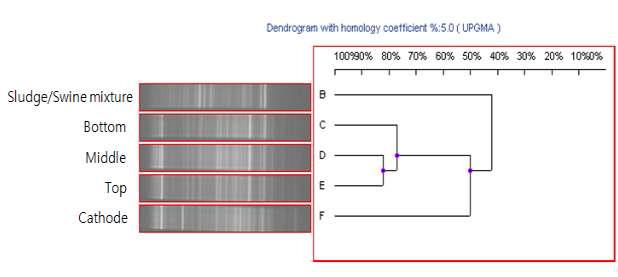 DGGE band of similarity using the UVIband program.