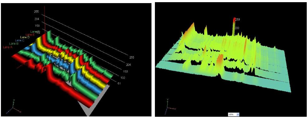 DGGE bands graph using the UVIband program