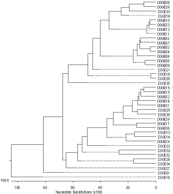 Phylogenetic tree showing the relationships between samples taken from DGGE gel and related species based on 16S rDNA gene of less 200 bp.