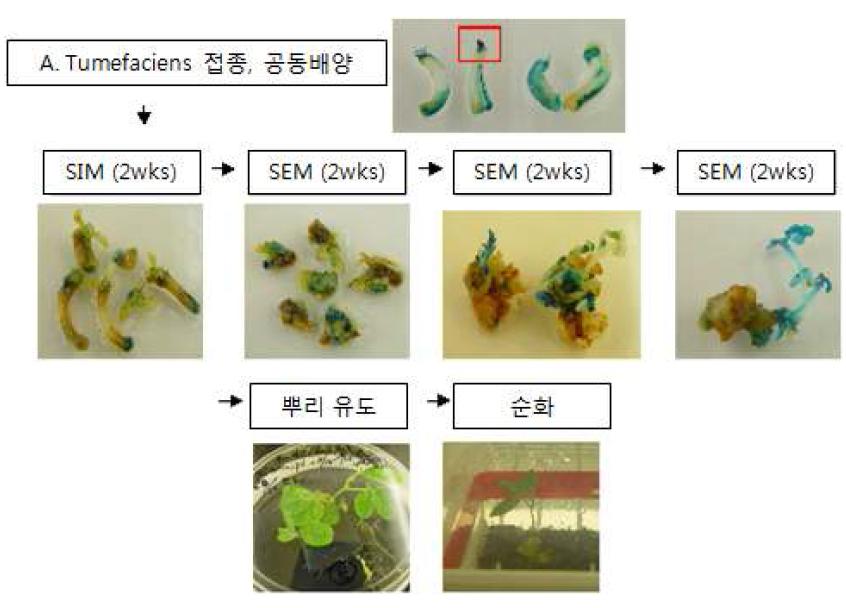 발아종자를 이용한 콩 형질전환 방법