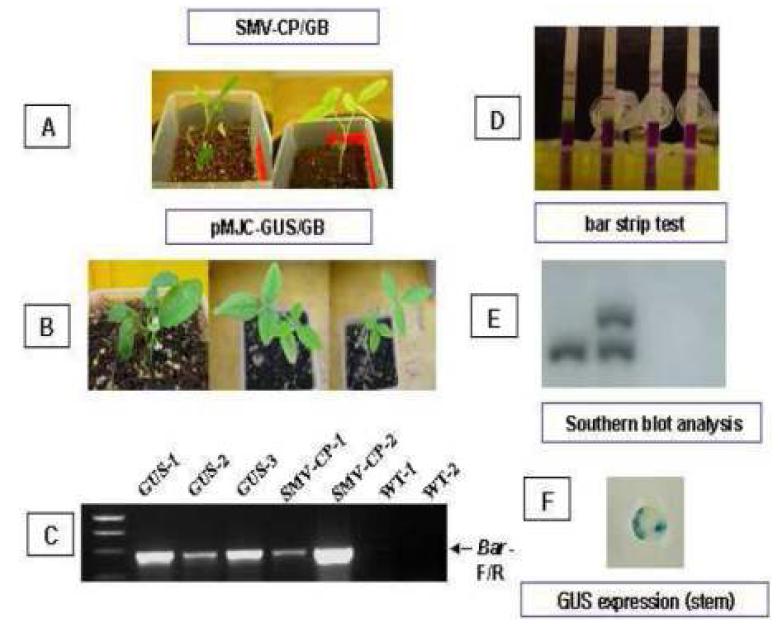 GUS 및 SMV-CP 유전자가 도입된 TO 식물체의 형질전환 및 발현여부 확인