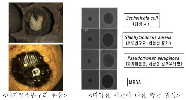 애기뿔소똥구리와 항균물질의 효과