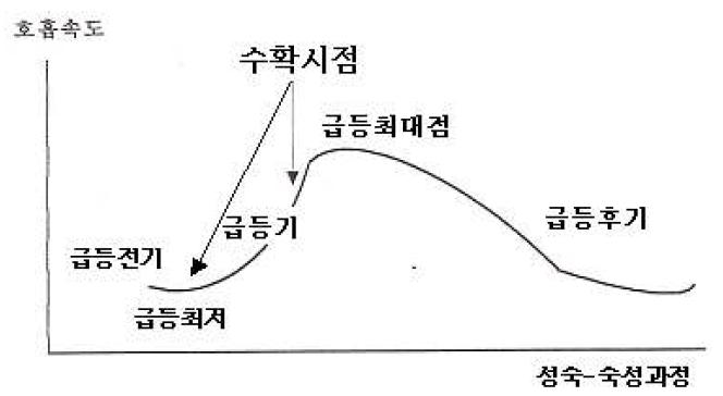 과실의 호흡급등 곡선과 수확시기