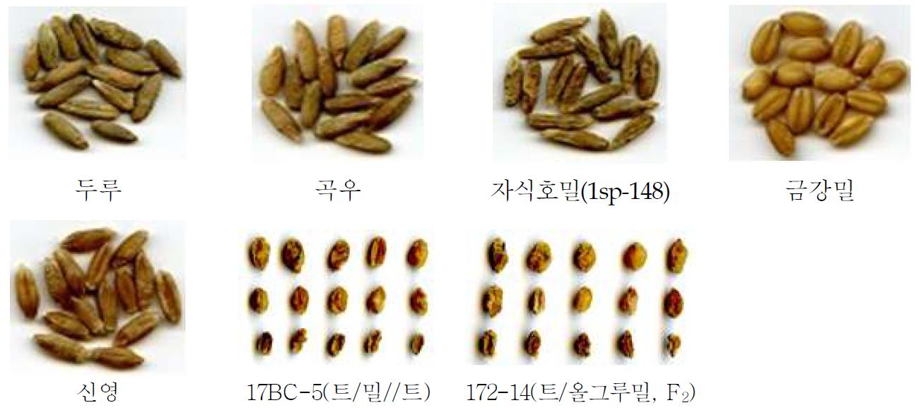 교배모본 및 교잡계통들의 종실