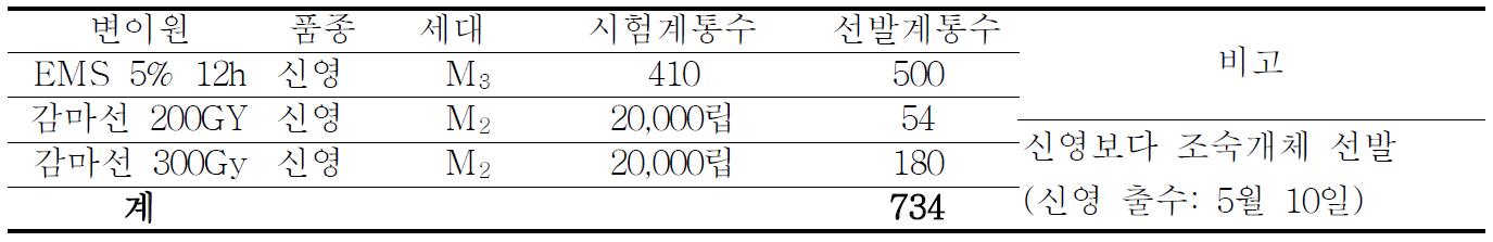 돌연변이 처리계통 선발내역