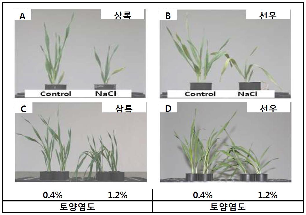 단계적(A, B) 또는 일시적(C, D) 토양염도 증가에 따른 보리의 생육변화