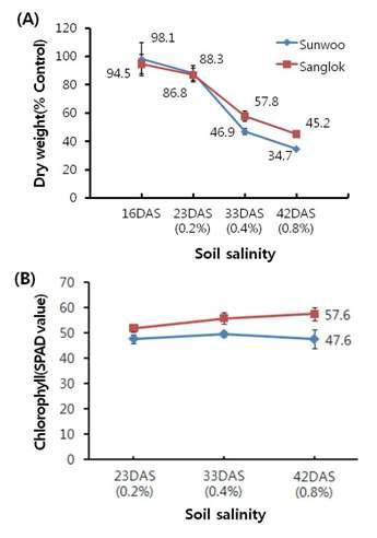 단계적 토양염도 증가에 따른 건물중(A)과 엽록소 함량(B)의 변화