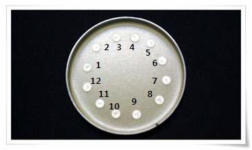 생균제 II에 대한 항생제 내성 실험