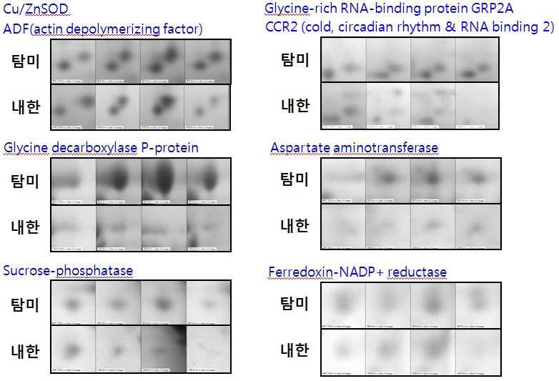 해수 처리별 탐미유채 및 내한유채의 Protein 발현 패턴 비교