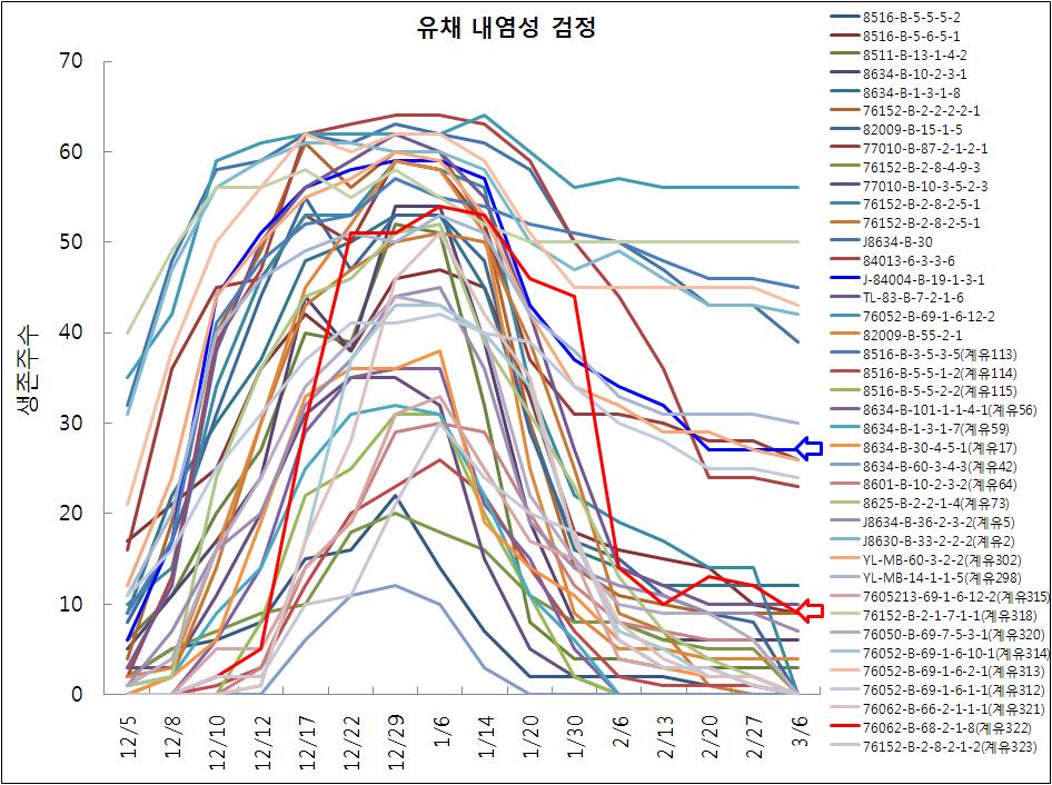 유채 고정계 100계통의 유묘기 내염성 검정