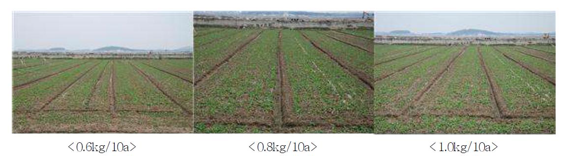 정밀파종기 이용 세조파 시 파종량에 따른 입모상황
