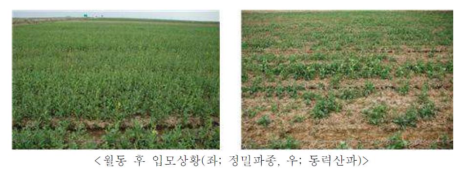 정밀파종과 동력산파 포장의 추대기 입모 및 작황