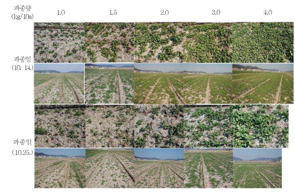 파종시기 및 파종량에 따른 월동 후 유채 입모상황
