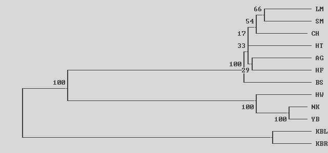 DA 유전거리를 이용하여 Neighbor-joining 방법에 적용한 품종간 phylogenetic tree Note