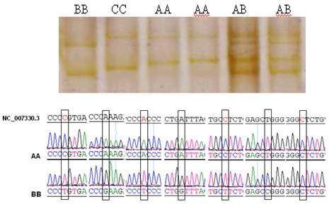 PCR-SSCP and gene sequencing results of E7-1 amplicon in CAPN1 gene