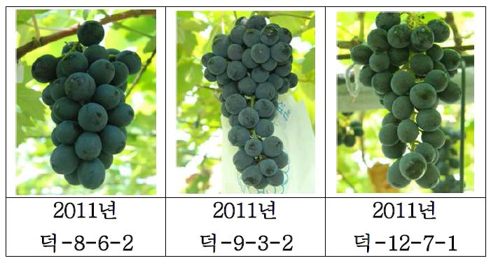 2011년에 생식용 포도로 선발한 1차 우량계통 과실