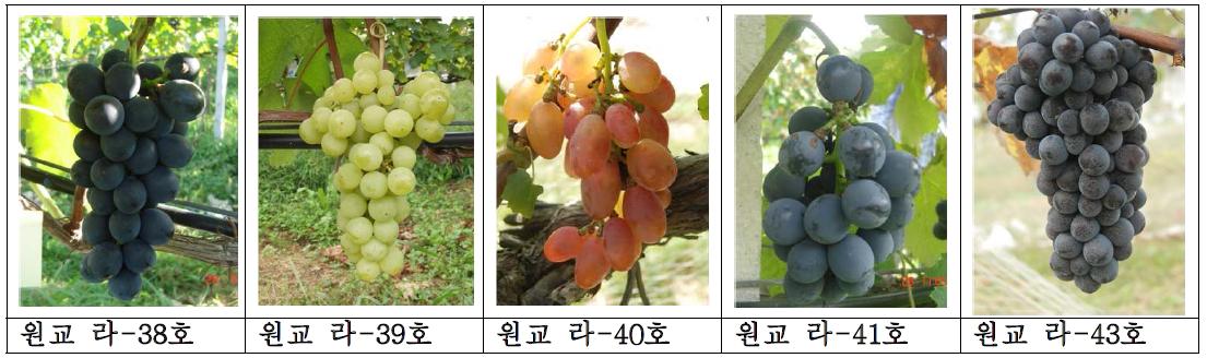 2009년～2011년에 생식용 포도로 선발한 2차 우량계통 과실