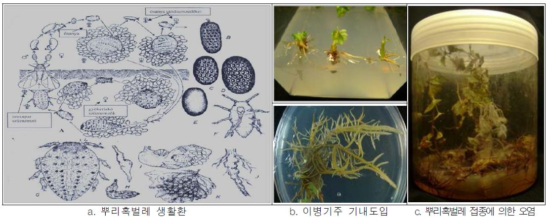 뿌리혹벌레 생활환 및 기내 검정(a∼c)