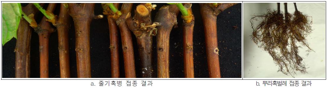 줄기혹병 및 뿌리혹벌레 복합 저항성 계통, YA-2-6-3(a∼b)