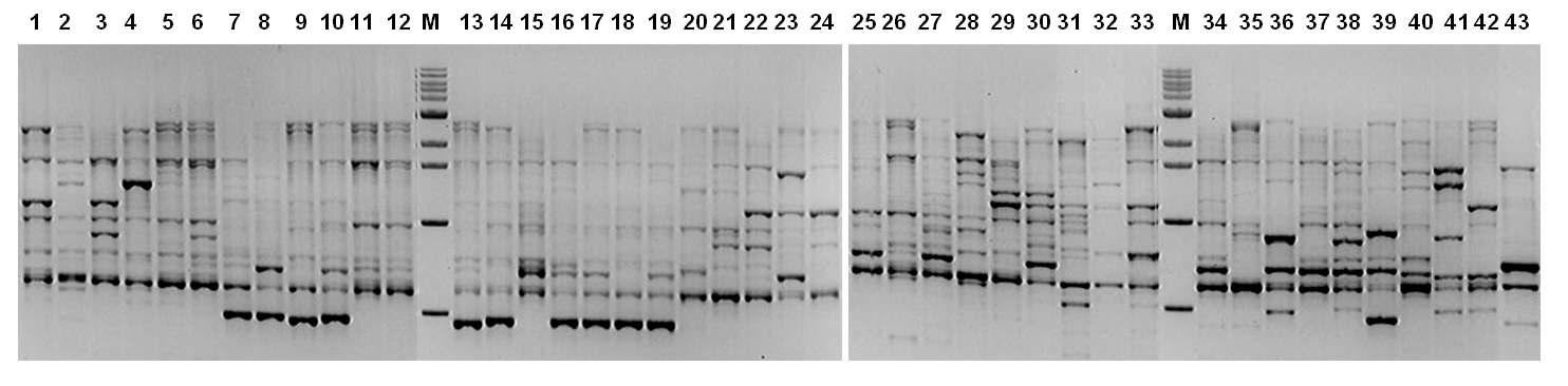 시험에 사용된 42개 포도속(Vitis) 유전자원의 RAPD profiles.
