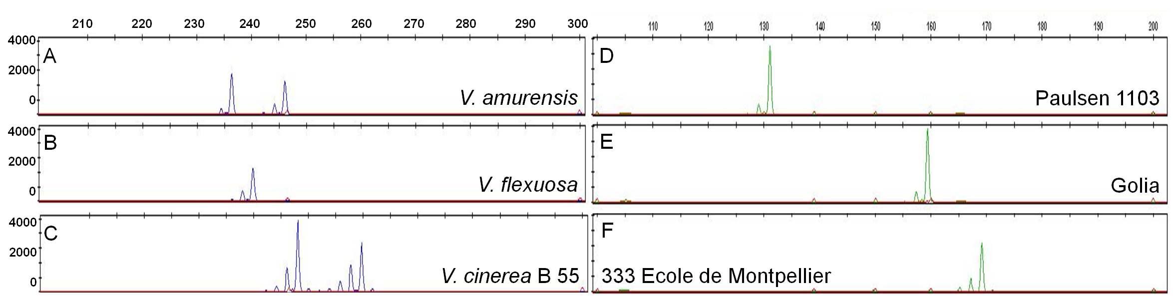 SSR locus VVMD32(A, B, and C)와 VMC8D3(D, E, and F)의 profiles. V. amurensis(A), V. flexuosa(B), V. cinerea B 55(C), 그리고 포도 대목품종 ‘Paulsen 1103’ (D), ‘Golia’ (E), ‘333 Ecole de Montpellier’ (F).