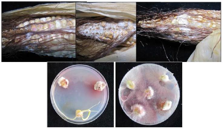 옥수수에서의 Fusarium 속 균에 의한 병징과 균사