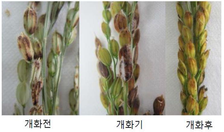 벼의 개화시기별 옥수수 분리 Fusarium 속 균 접종