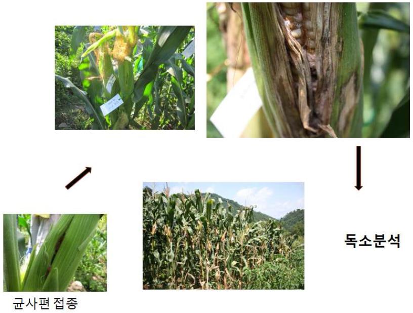 포장에서 분리균의 병원성 검정