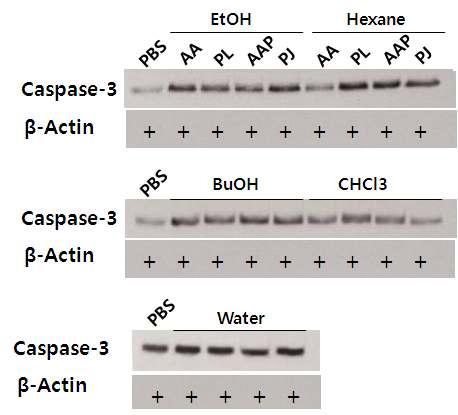 Western blot of caspase-3 protein levels in A549 cells treated with the Korean wild edible vegetable fractions.