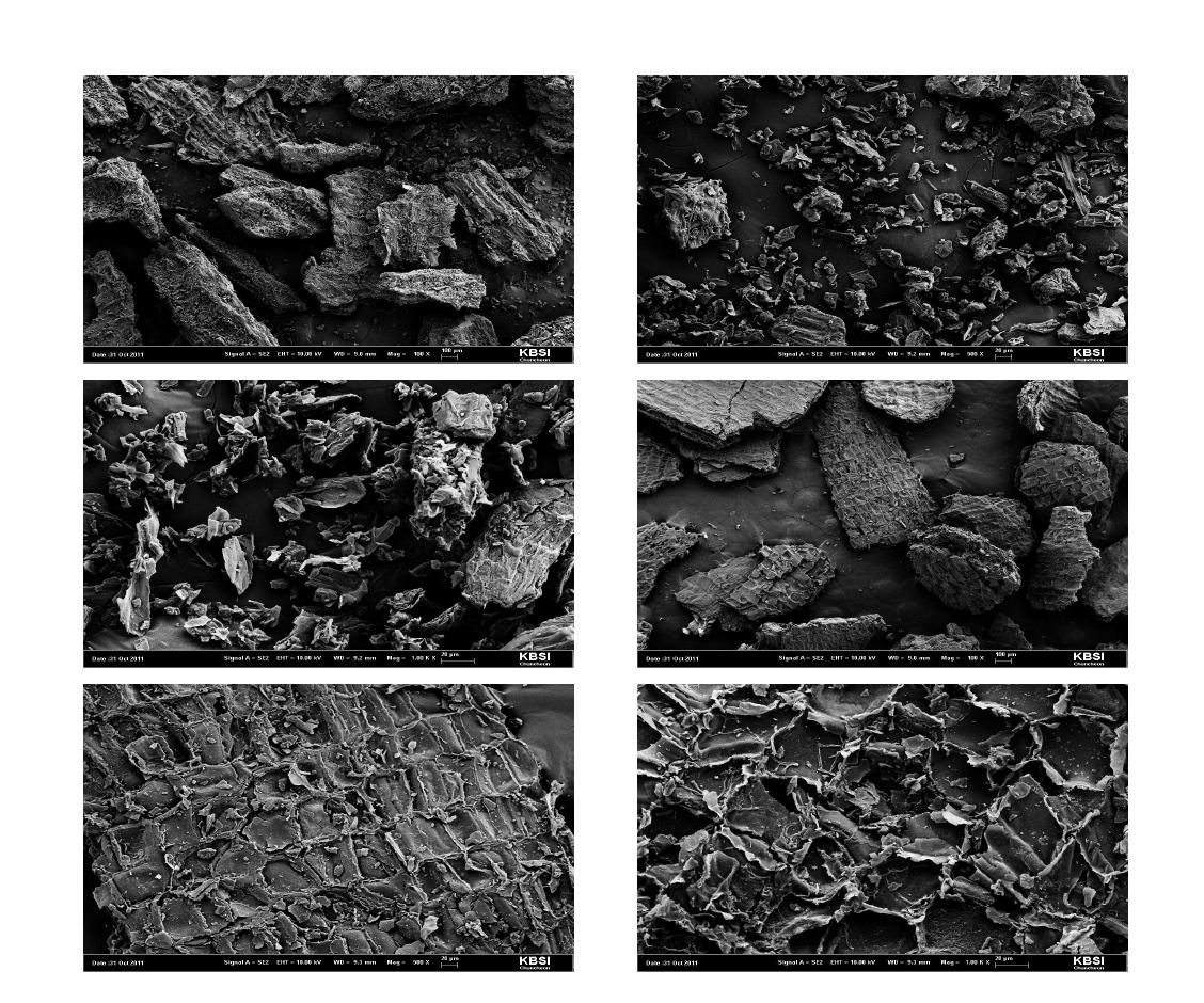 SEM from flesh (first 3 photos in x100, x500, and x1000) and skin