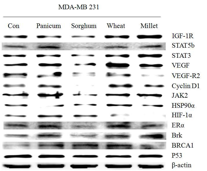 인간 유방암 세포에 대한 Western blot, MDA-MB 231. β-actin was used as a control for protein loading. Con, control.