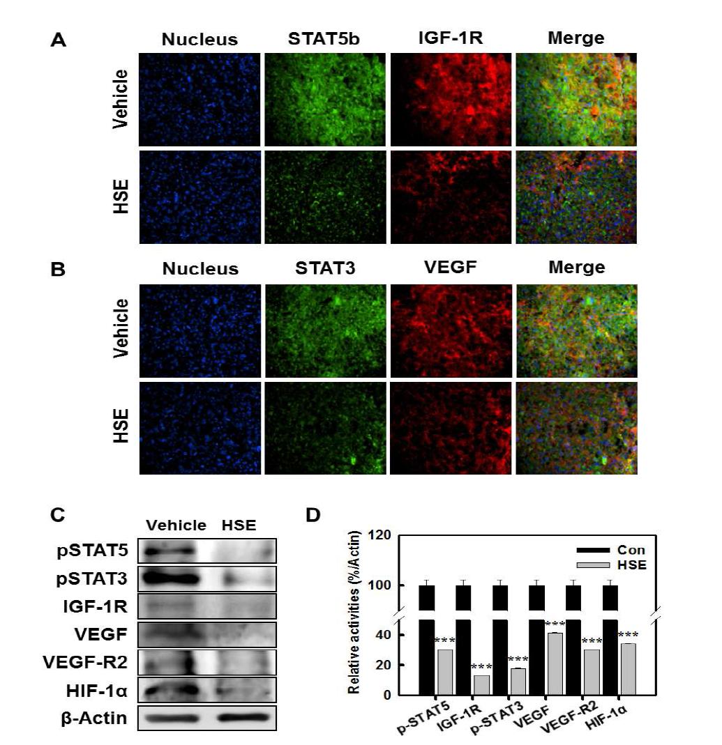 human 유방암 xenograft 된 마우스에서 HSE의 STAT5b/IGF-1R 및 STAT3/VEGF 신호 경로 저해 및 HIF-1α 관련 단백질 발현을 억제
