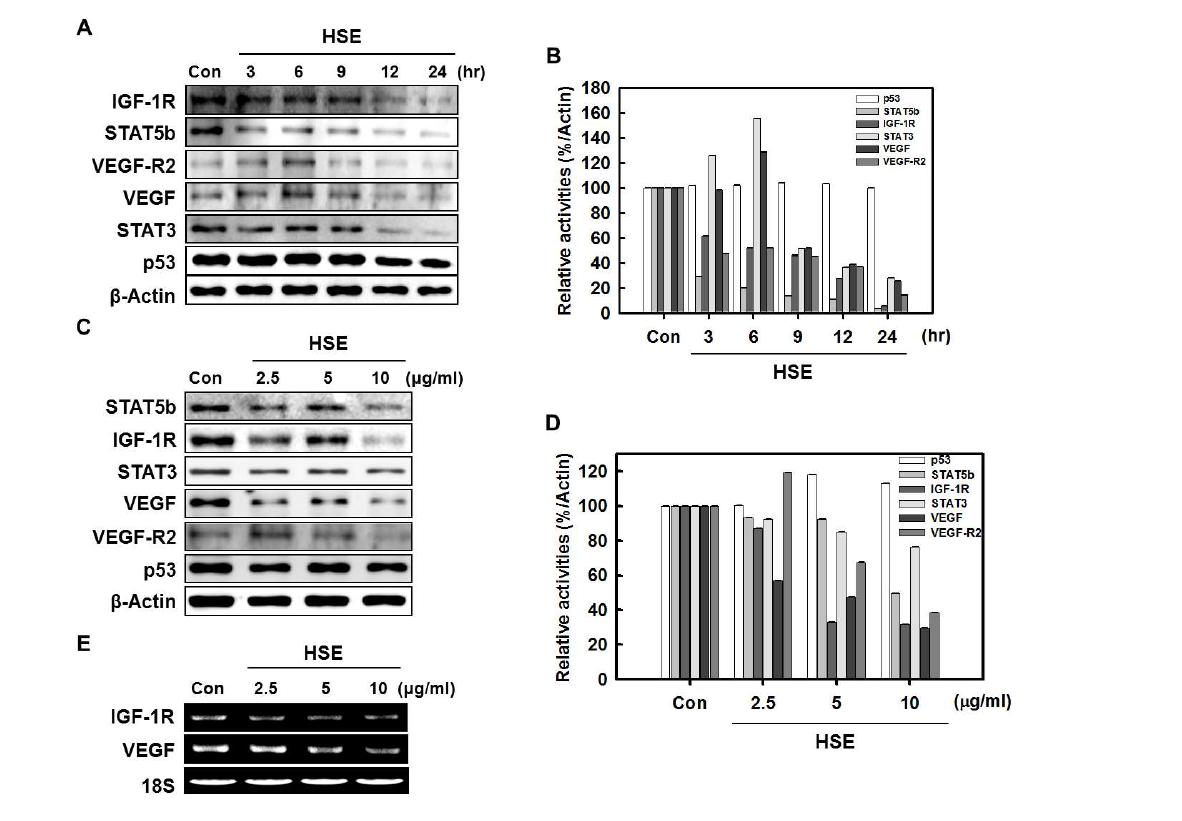 HSE의 time과 dose 의존적 STAT5b/IGF-1R 및 STAT3/VEGF 신호 경로억제 효과.