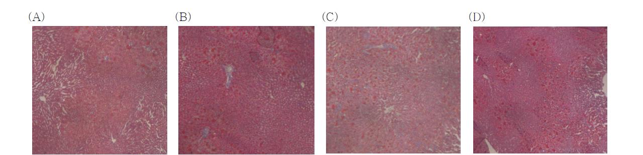 Fat accumulation (oil red O staining) in the liver of experimental rats