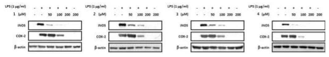 Effect of iNOS, COX-2 protein expression of the genus Chrysanthemum extract in raw 264. 7 macrophage.