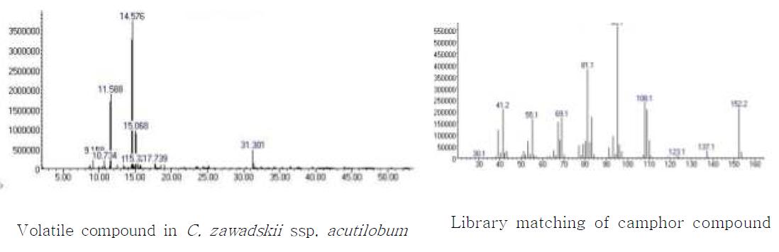 GC/MS based peak chromatogram and ‘camphor’ library matching in the genus Chrysanthemum.