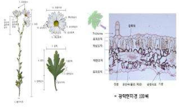 Morphological characteristics of the genus Chrysanthemum.