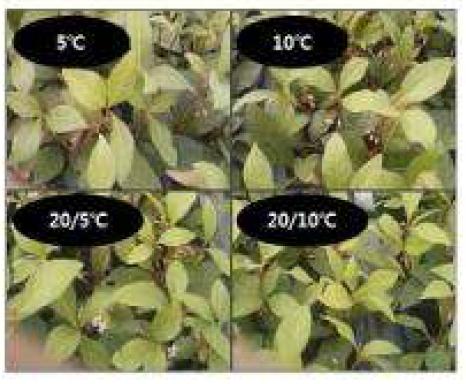 Flowering Ardisia japonica according to temperature.