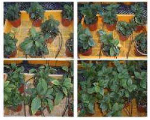 Growth of 1-year plants and 2-years plants in Ardisia according to growth stage