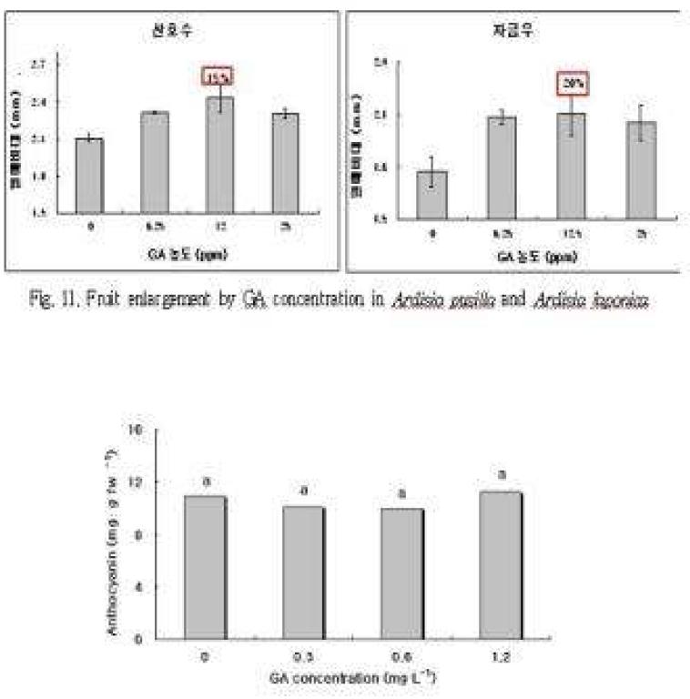 Fruit coloration according to GA concentration in Ardisia pusilla.